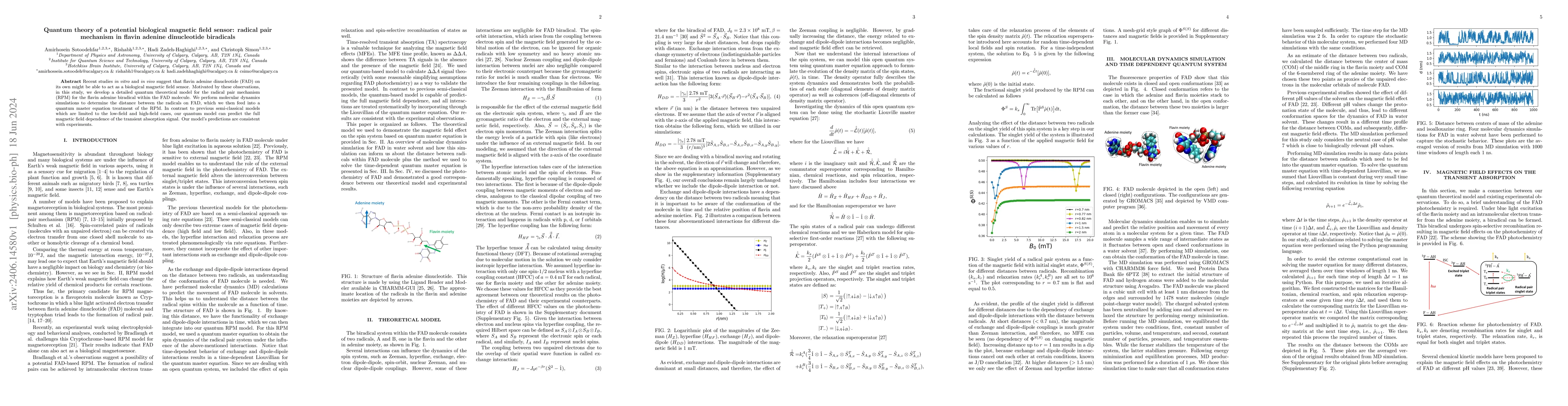 Thumbnail for Quantum theory of a potential biological magnetic field sensor: radical
  pair mechanism in flavin adenine dinucleotide biradicals