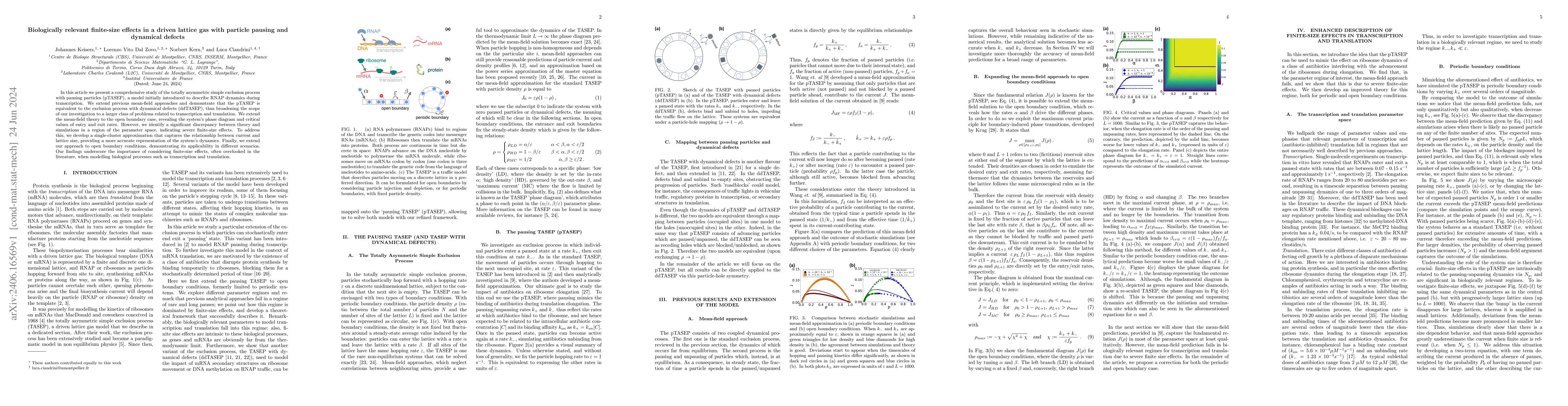 Thumbnail for Biologically relevant finite-size effects in a driven lattice gas with
  particle pausing and dynamical defects