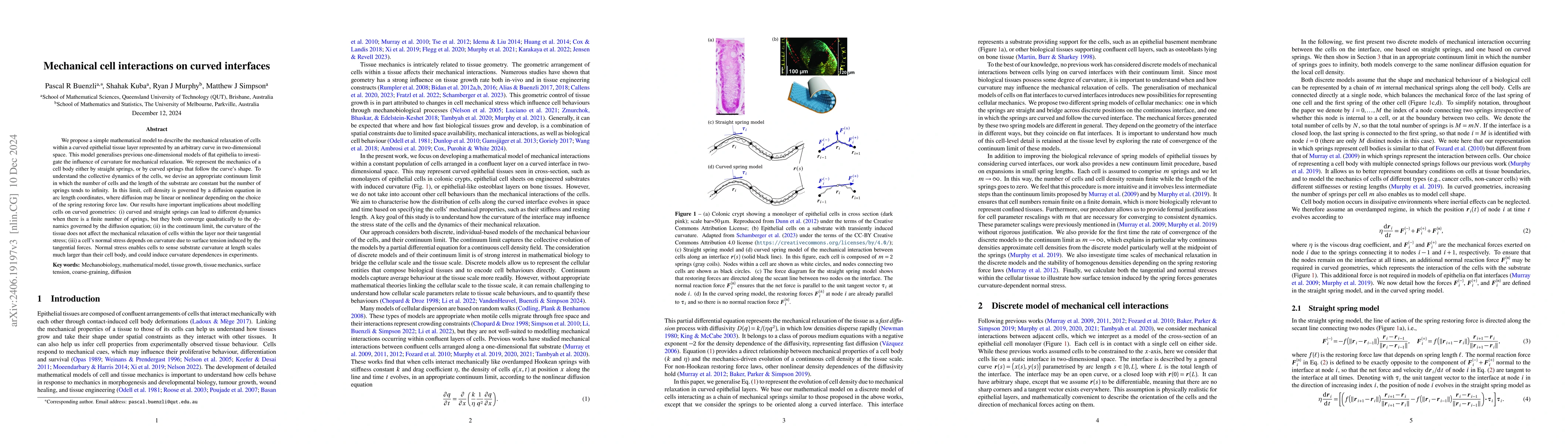 Thumbnail for Mechanical cell interactions on curved interfaces