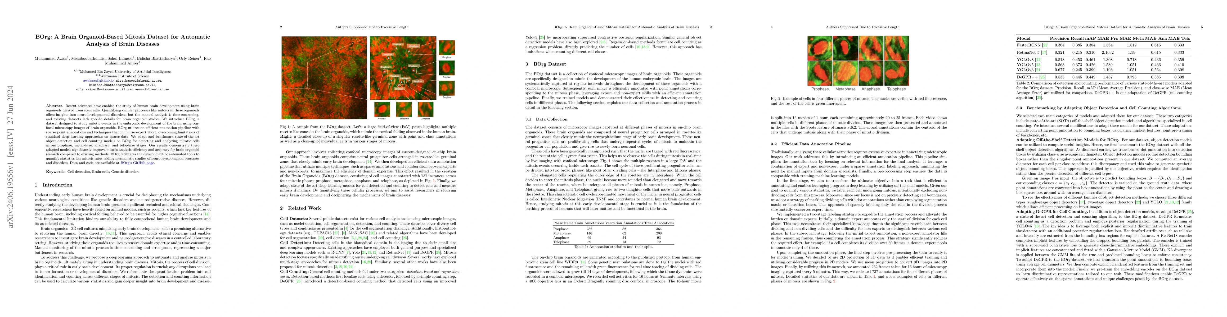 Thumbnail for BOrg: A Brain Organoid-Based Mitosis Dataset for Automatic Analysis of
  Brain Diseases