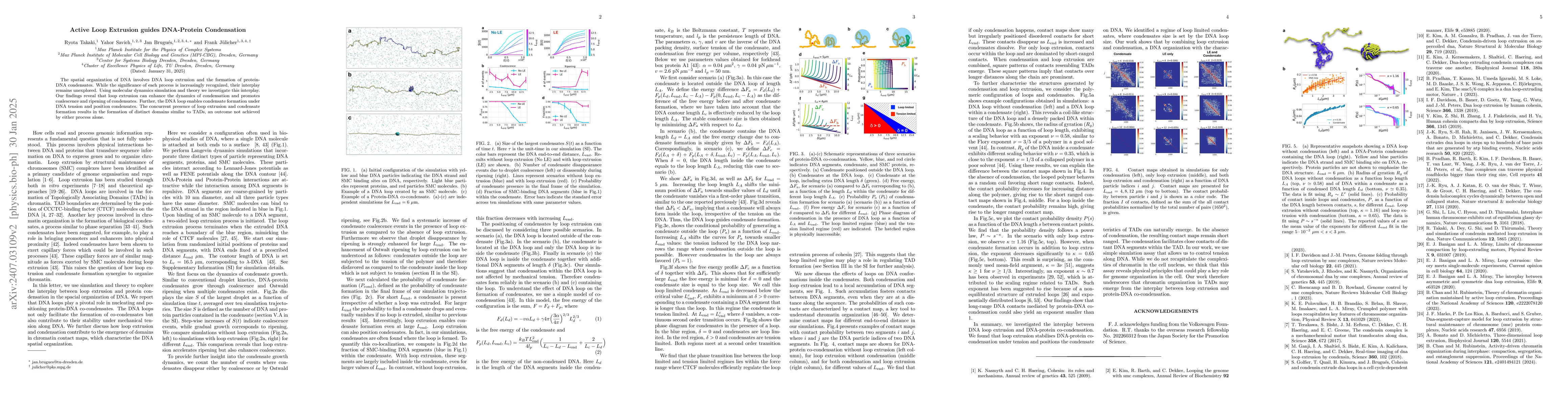 Thumbnail for Active Loop Extrusion guides DNA-Protein Condensation
