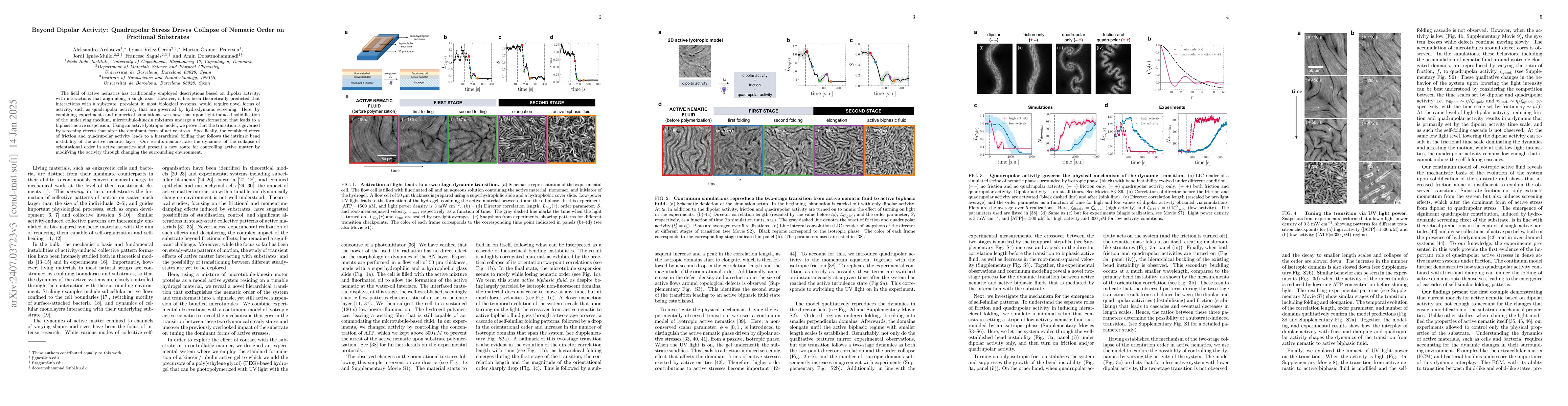 Thumbnail for Beyond Dipolar Activity: Quadrupolar Stress Drives Collapse of Nematic
  Order on Frictional Substrates