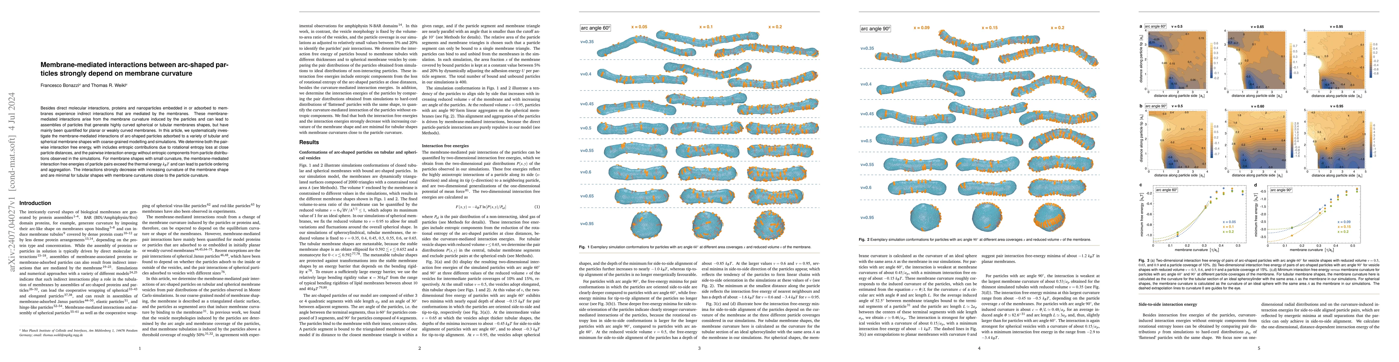 Thumbnail for Membrane-mediated interactions between arc-shaped particles strongly
  depend on membrane curvature