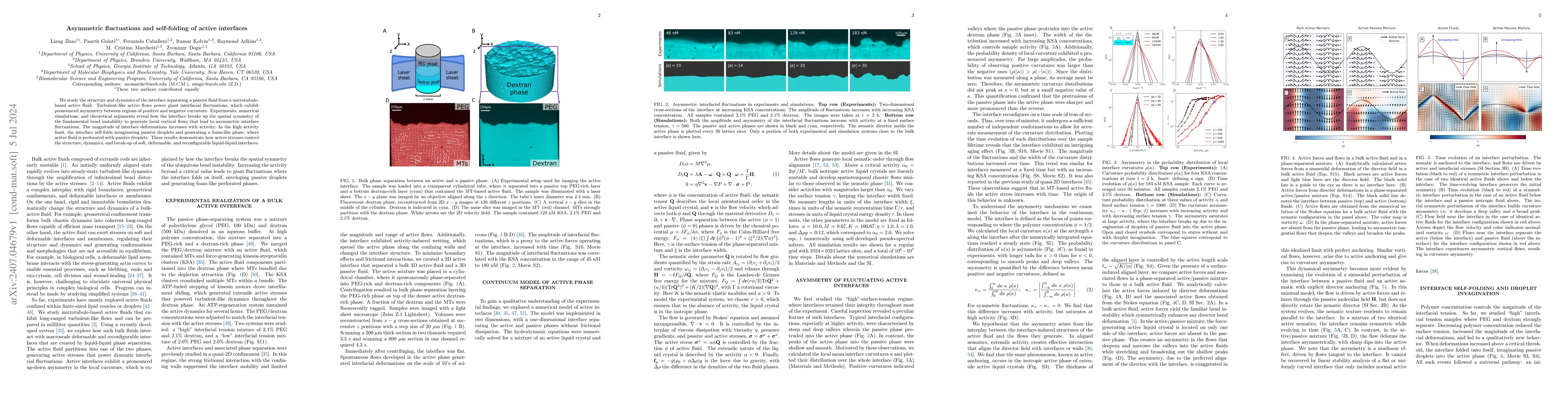 Thumbnail for Asymmetric fluctuations and self-folding of active interfaces