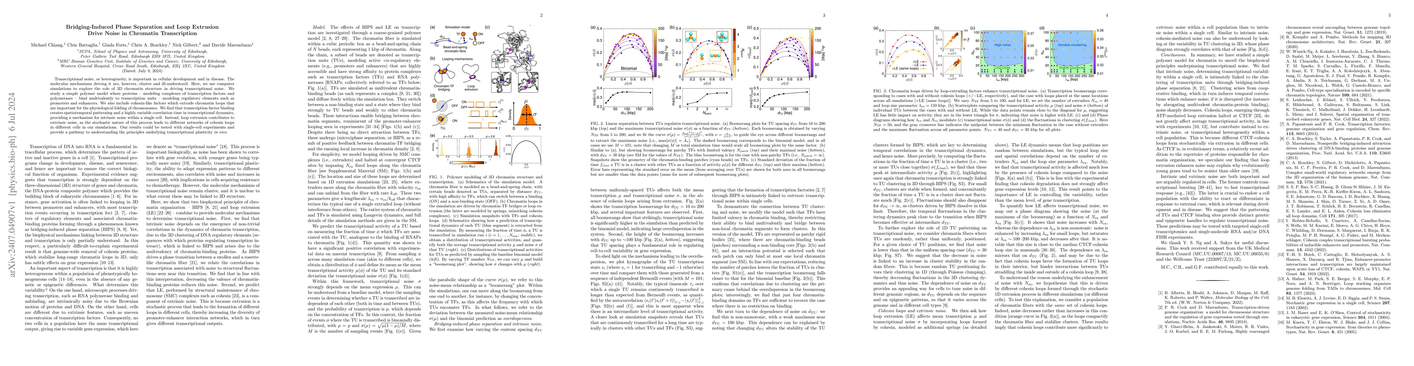 Thumbnail for Bridging-Induced Phase Separation and Loop Extrusion Drive Noise in
  Chromatin Transcription