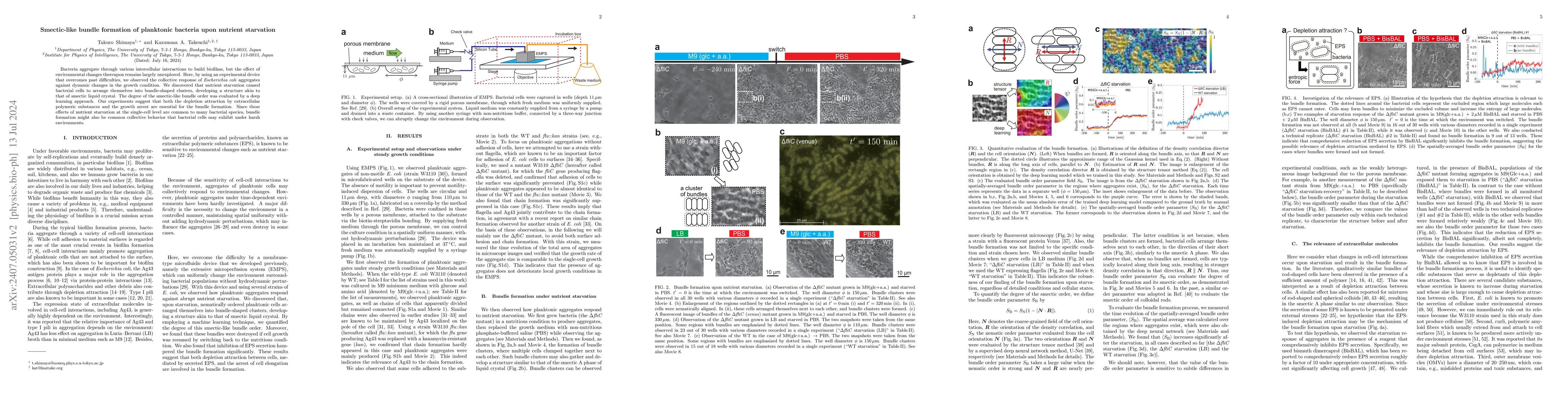 Thumbnail for Smectic-like bundle formation of planktonic bacteria upon nutrient
  starvation
