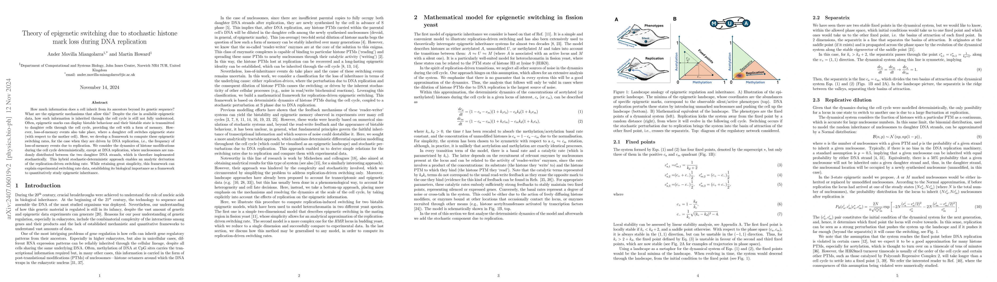 Thumbnail for Theory of epigenetic switching due to stochastic histone mark loss
  during DNA replication