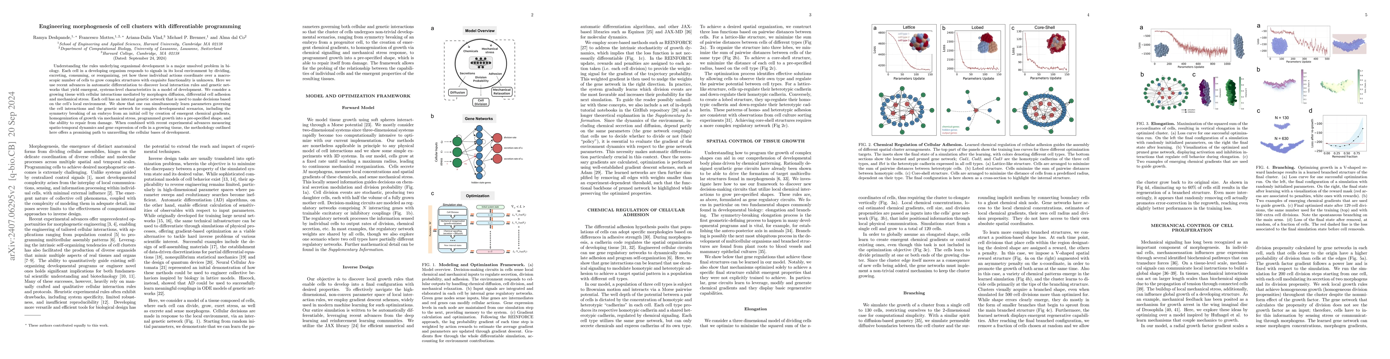 Thumbnail for Engineering morphogenesis of cell clusters with differentiable
  programming