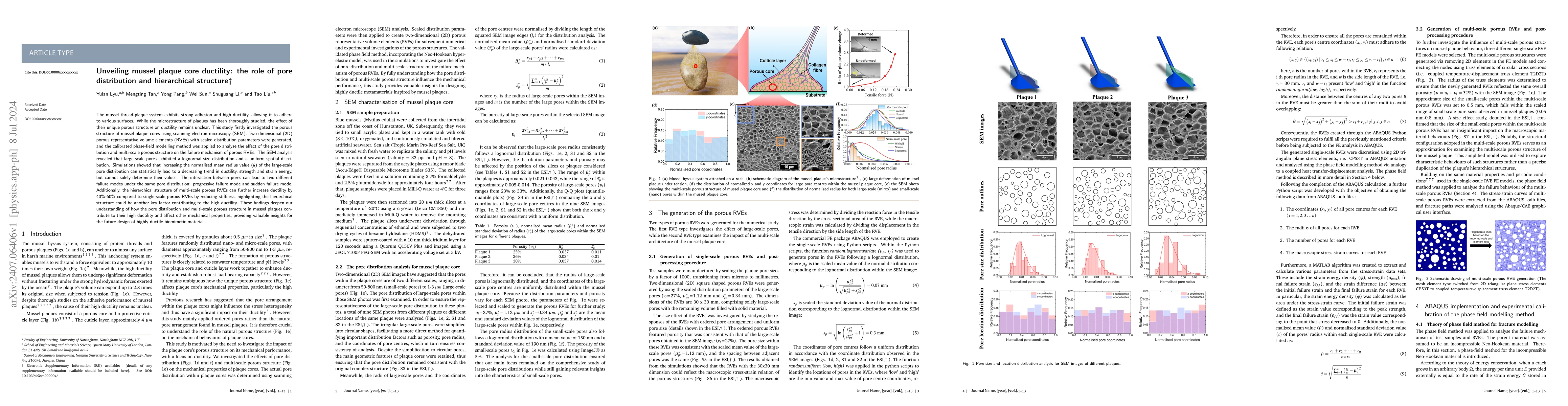 Thumbnail for Unveiling mussel plaque core ductility: the role of pore distribution
  and hierarchical structure