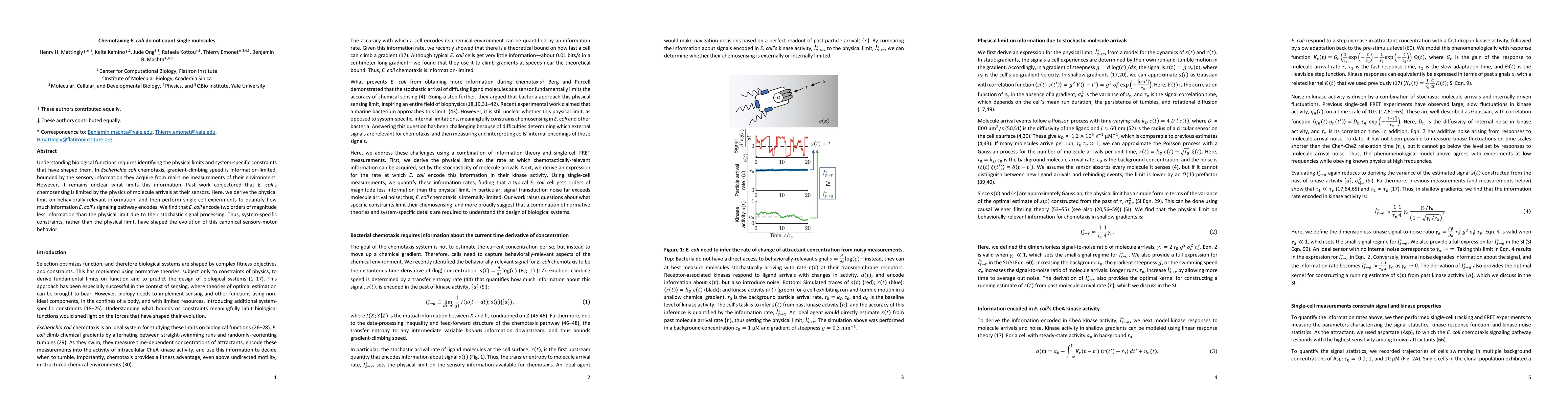 Thumbnail for Chemotaxing E. coli do not count single molecules