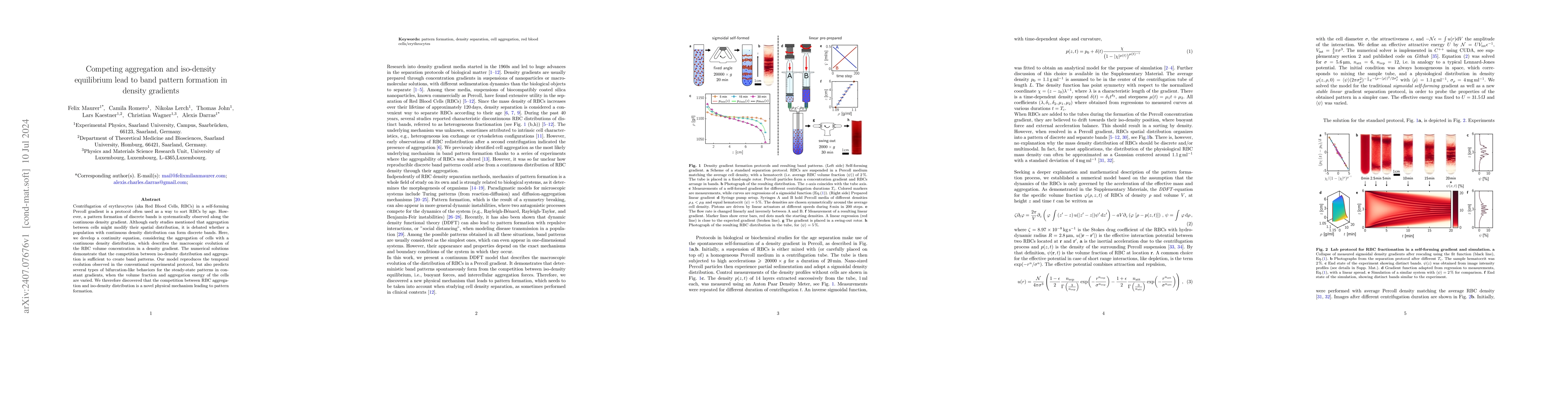 Thumbnail for Competing aggregation and iso-density equilibrium lead to band pattern
  formation in density gradients