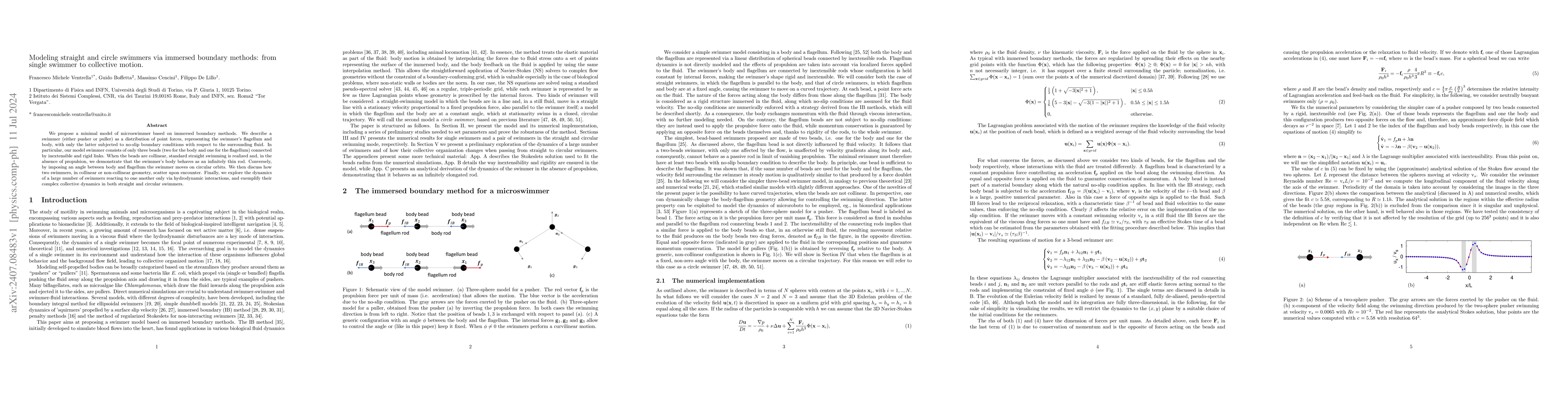 Thumbnail for Modeling straight and circle swimmers via immersed boundary methods:
  from single swimmer to collective motion