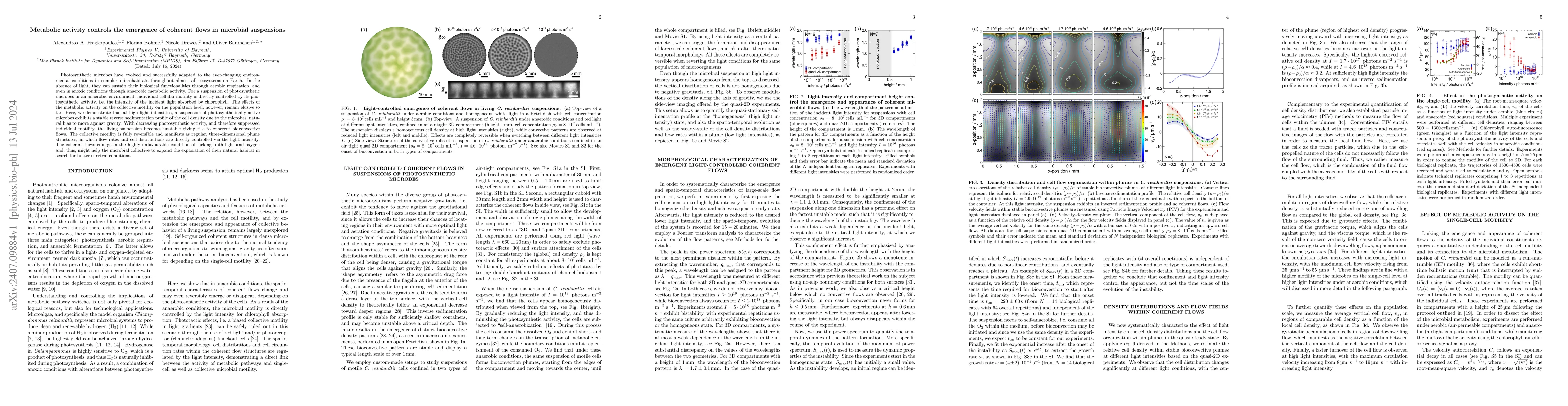 Thumbnail for Metabolic activity controls the emergence of coherent flows in microbial
  suspensions