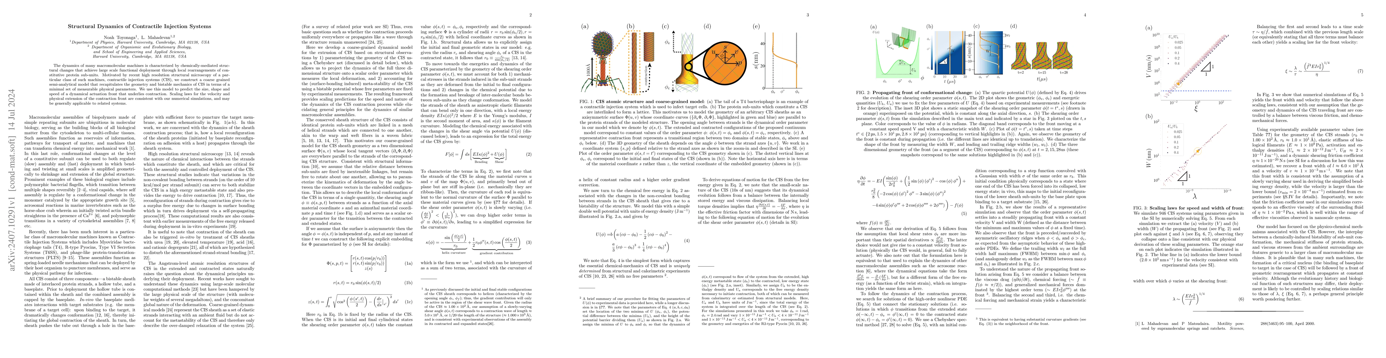Thumbnail for Structural Dynamics of Contractile Injection Systems