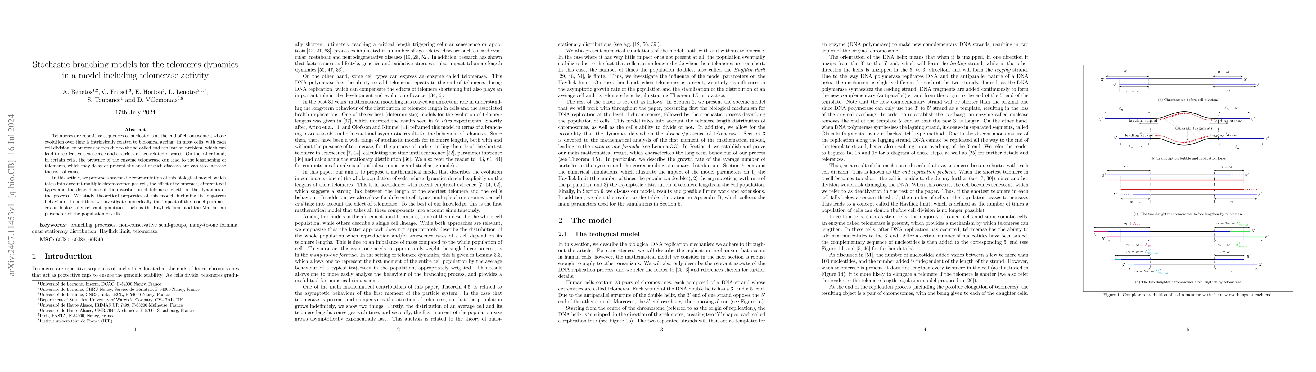Thumbnail for Stochastic branching models for the telomeres dynamics in a model
  including telomerase activity