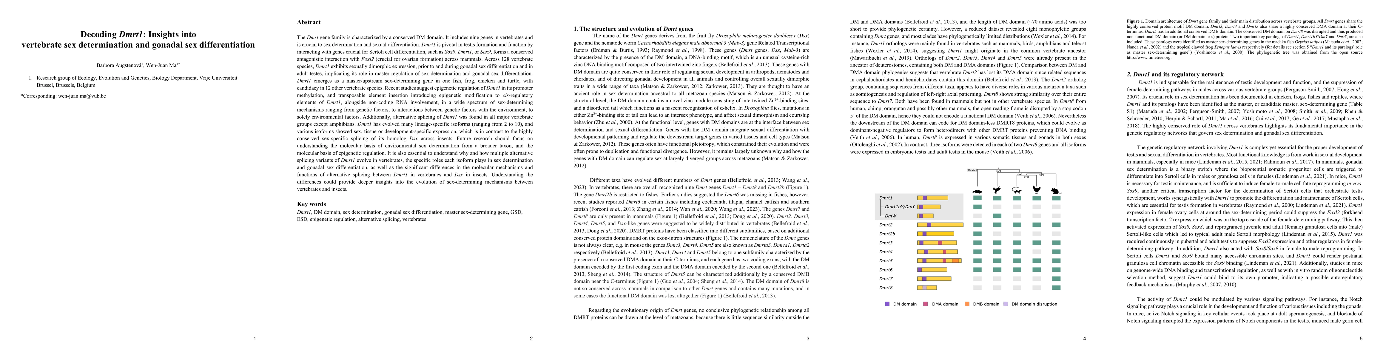 Thumbnail for Decoding Dmrt1: Insights into vertebrate sex determination and gonadal
  sex differentiation