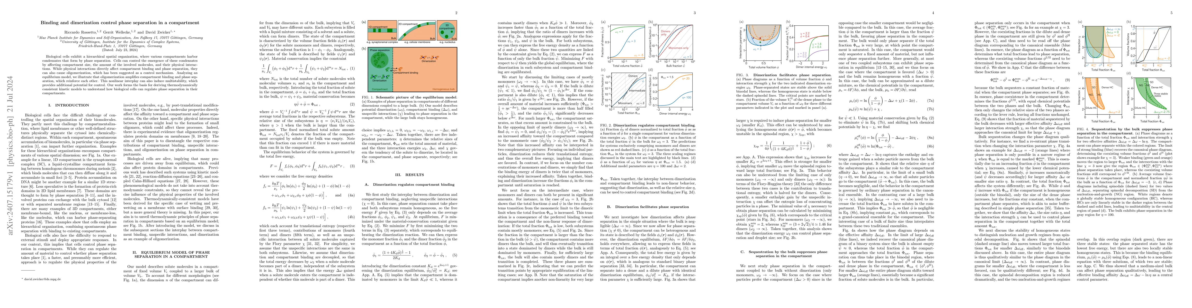 Thumbnail for Binding and dimerization control phase separation in a compartment