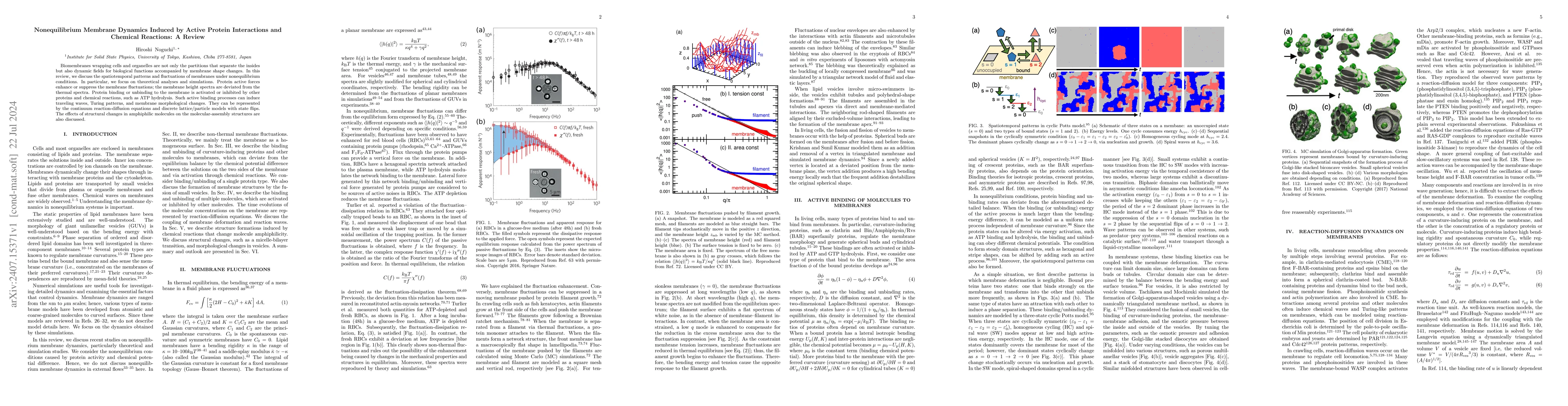 Thumbnail for Nonequilibrium Membrane Dynamics Induced by Active Protein Interactions
  and Chemical Reactions: A Review