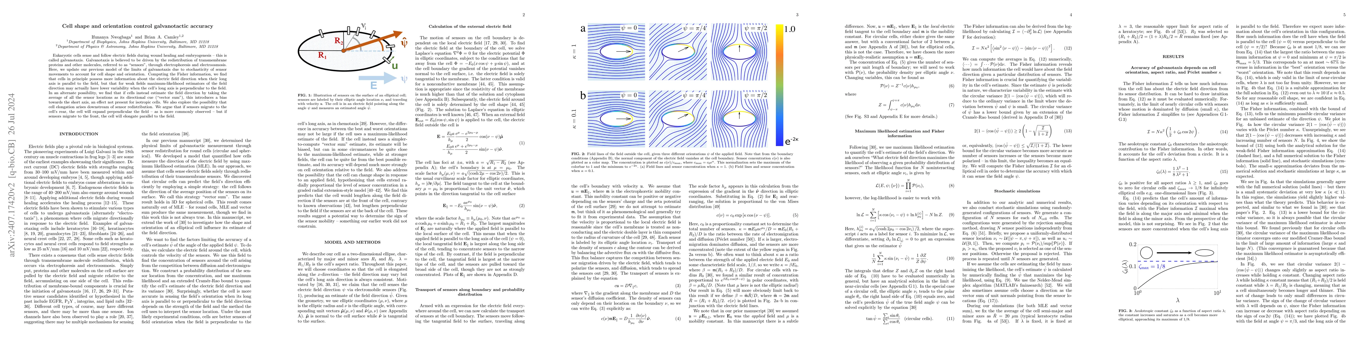 Thumbnail for Cell shape and orientation control galvanotactic accuracy
