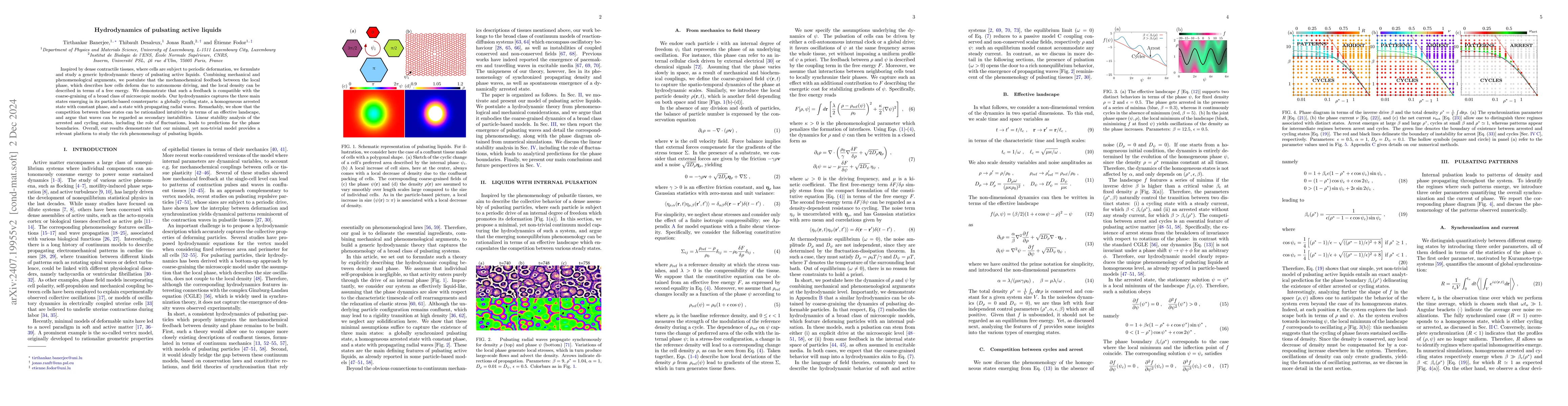 Thumbnail for Hydrodynamics of pulsating active liquids