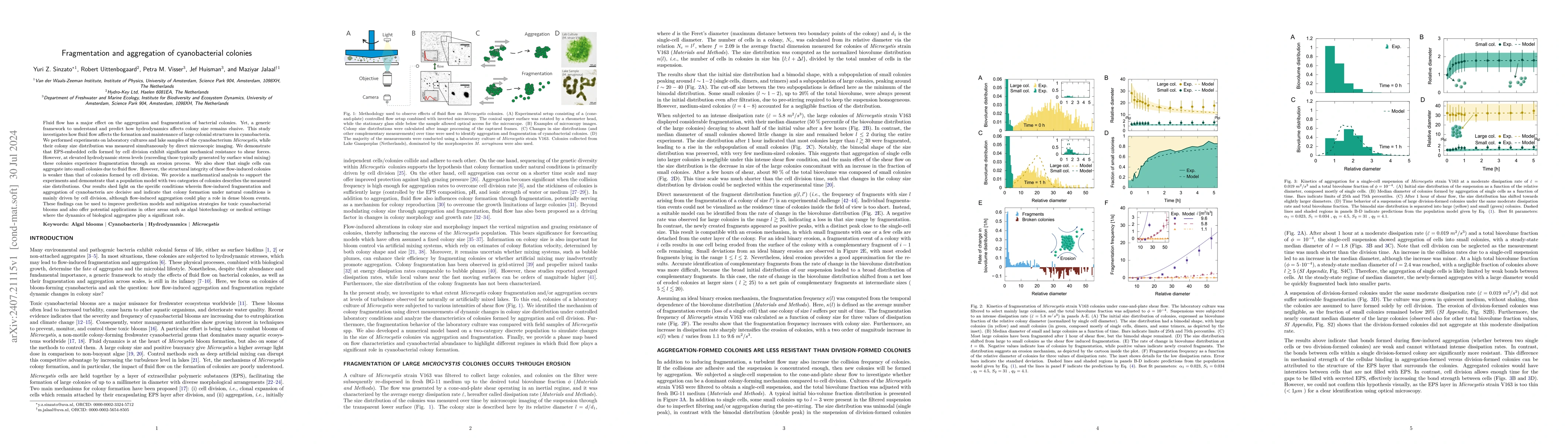 Thumbnail for Fragmentation and aggregation of cyanobacterial colonies