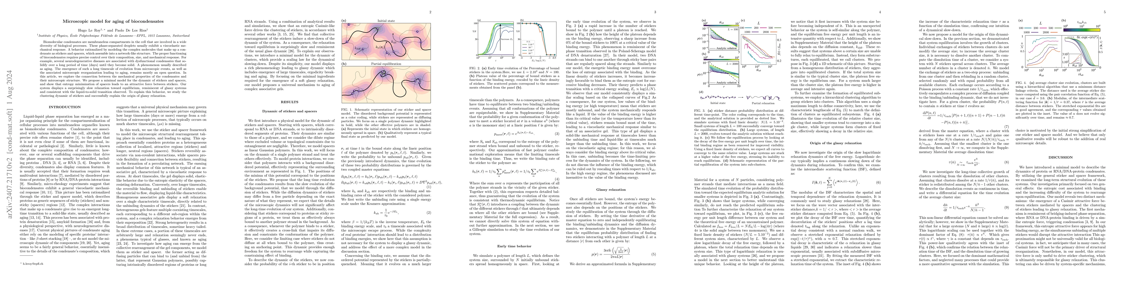 Thumbnail for Microscopic model for aging of biocondensates