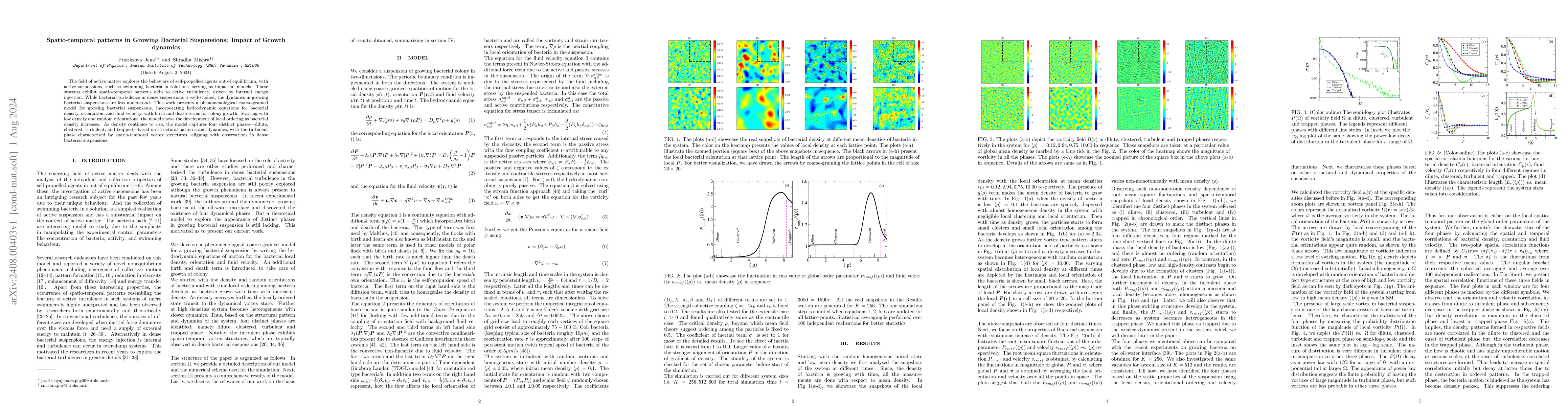 Thumbnail for Spatio-temporal patterns in Growing Bacterial Suspensions: Impact of
  Growth dynamics