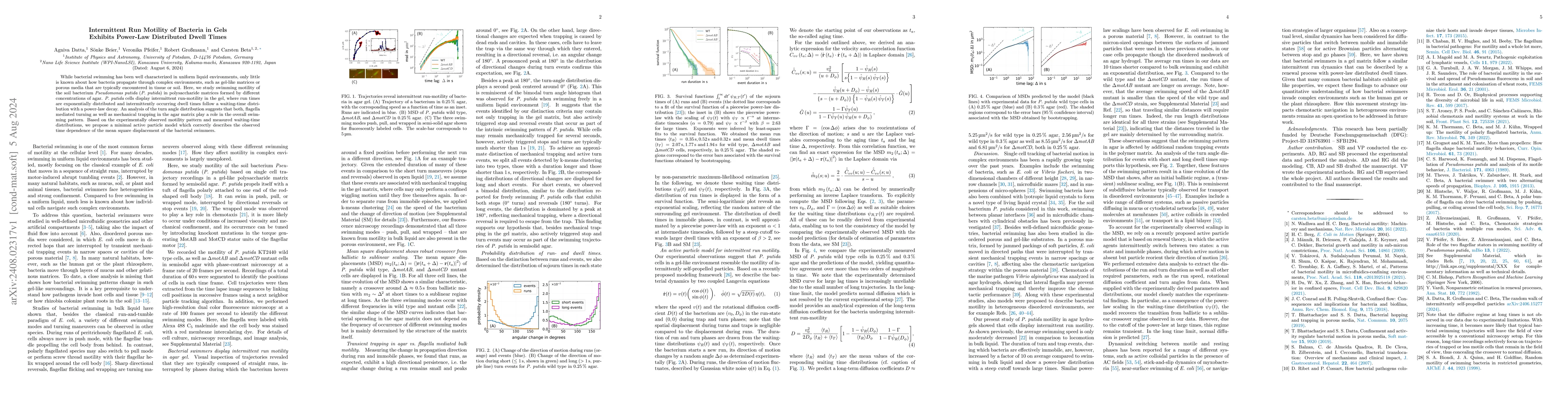 Thumbnail for Intermittent Run Motility of Bacteria in Gels Exhibits Power-Law
  Distributed Dwell Times