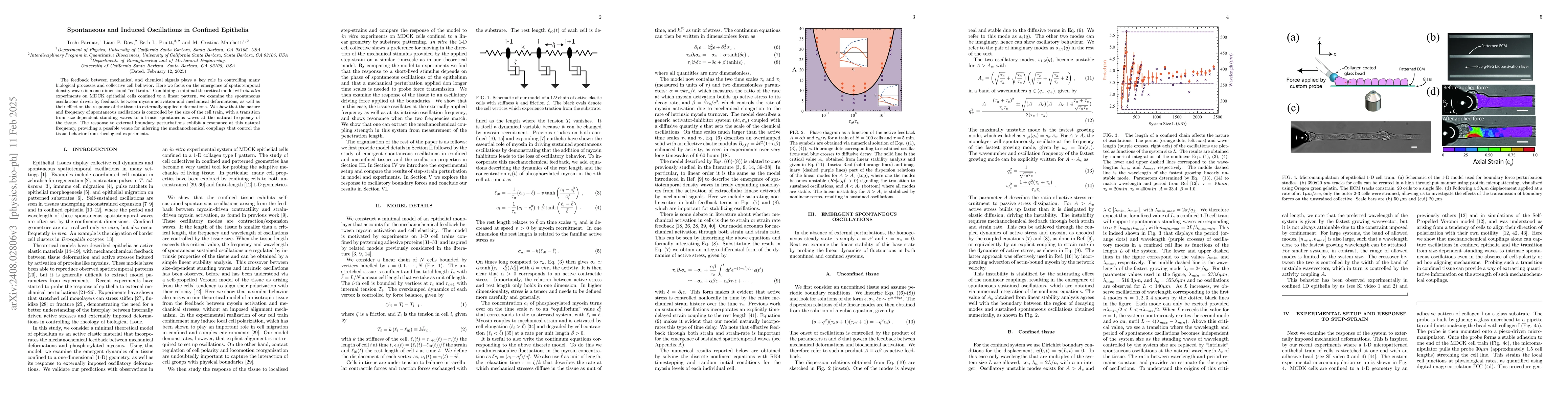 Thumbnail for Spontaneous and Induced Oscillations in Confined Epithelia