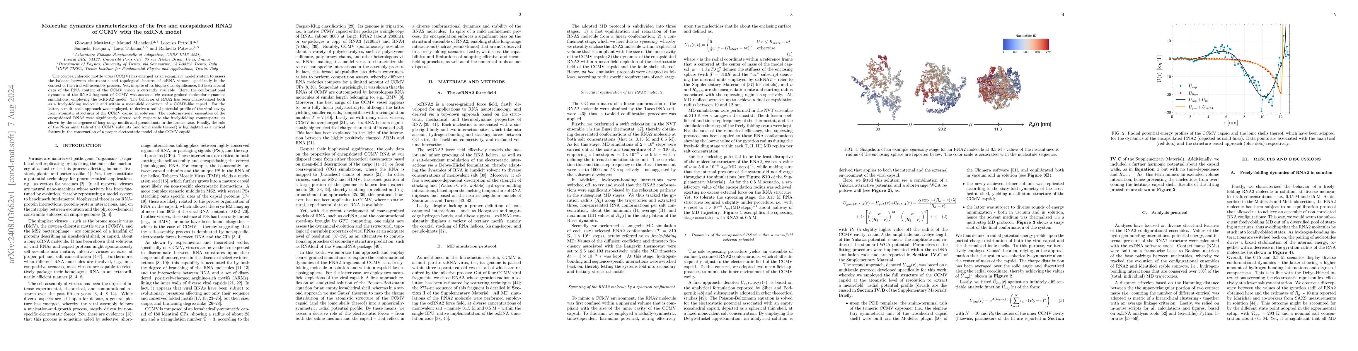 Thumbnail for Molecular dynamics characterization of the free and encapsidated RNA2 of
  CCMV with the oxRNA model
