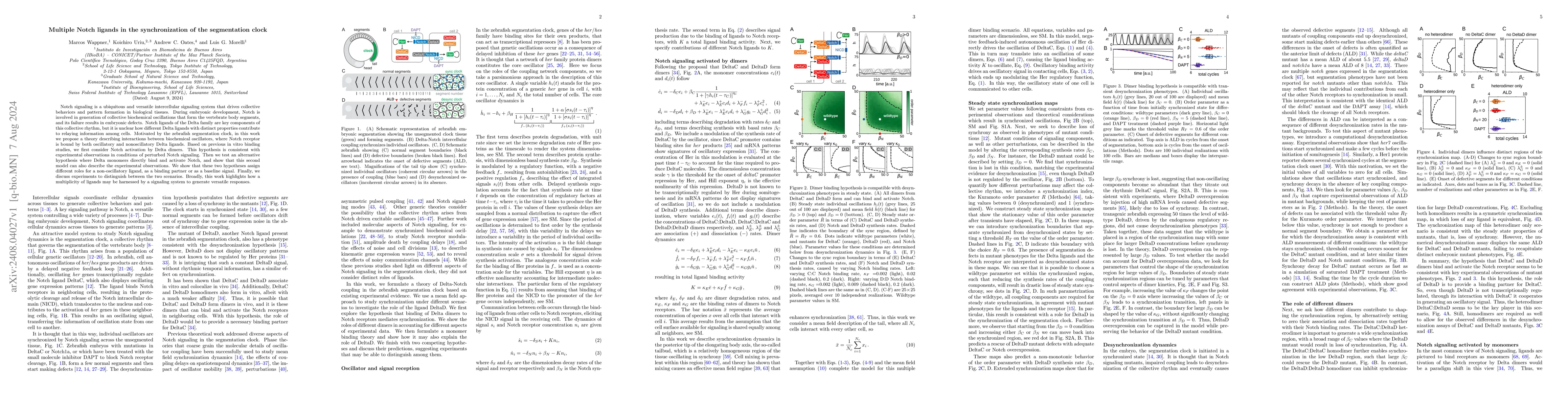 Thumbnail for Multiple Notch ligands in the synchronization of the segmentation clock