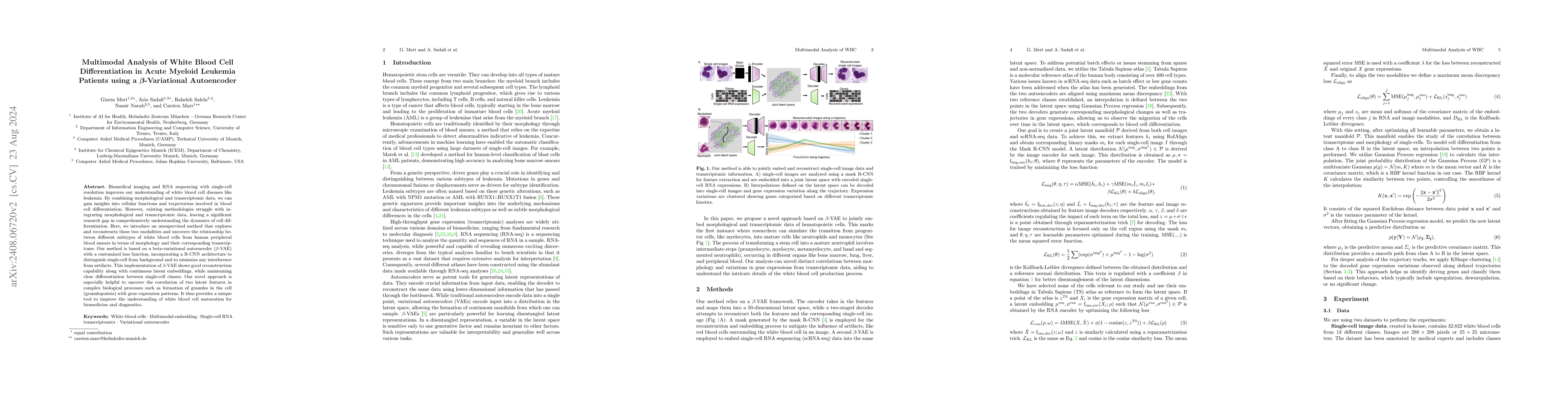 Thumbnail for Multimodal Analysis of White Blood Cell Differentiation in Acute Myeloid
  Leukemia Patients using a β-Variational Autoencoder