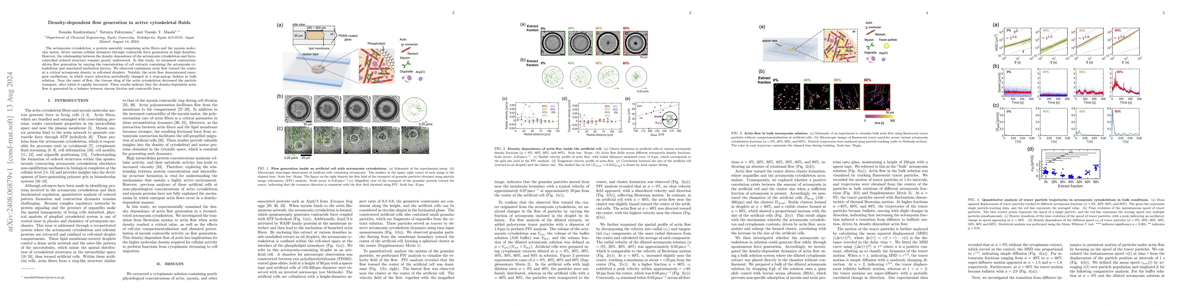Thumbnail for Density-dependent flow generation in active cytoskeletal fluids