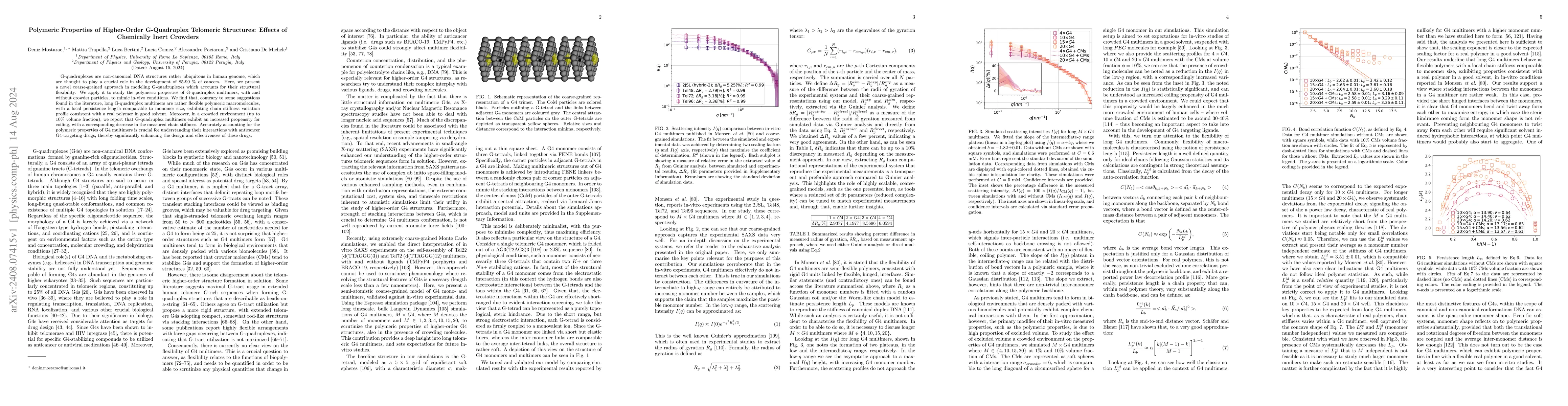 Thumbnail for Polymeric Properties of Higher-Order G-Quadruplex Telomeric Structures:
  Effects of Chemically Inert Crowders