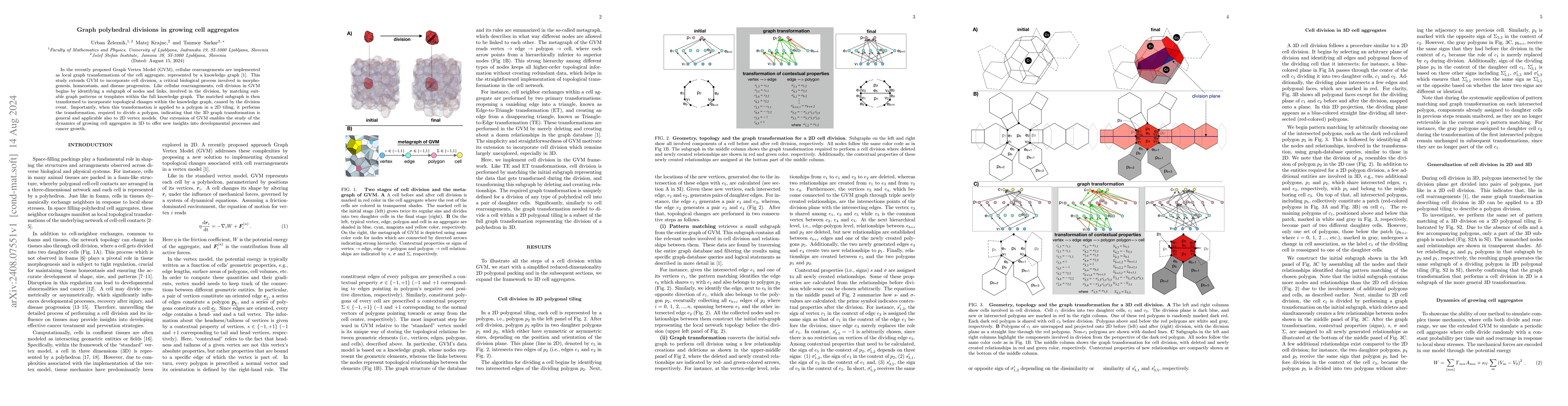 Thumbnail for Graph polyhedral divisions in growing cell aggregates