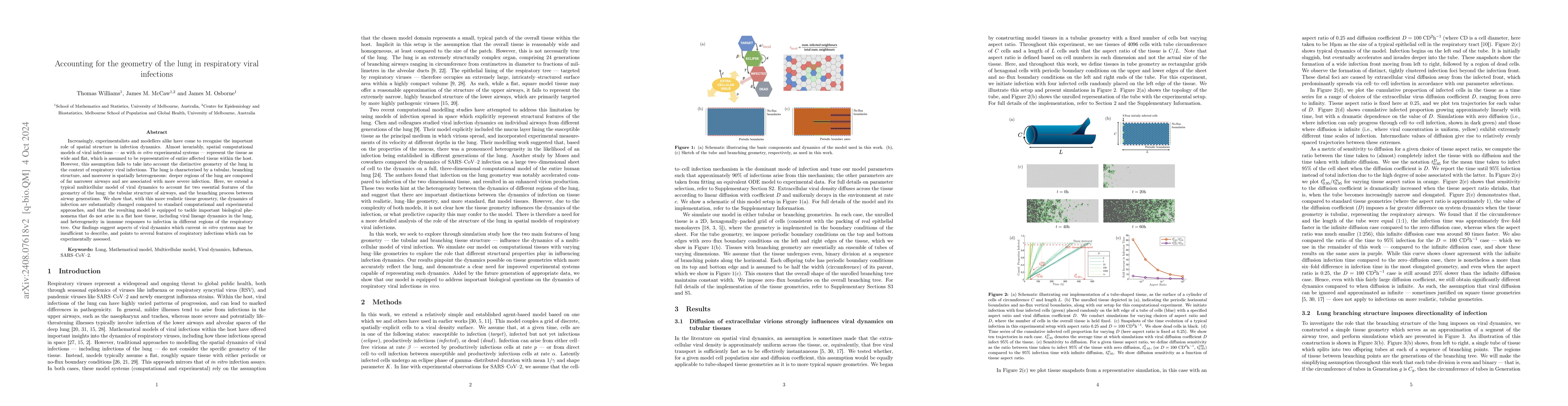 Thumbnail for Accounting for the geometry of the lung in respiratory viral infections