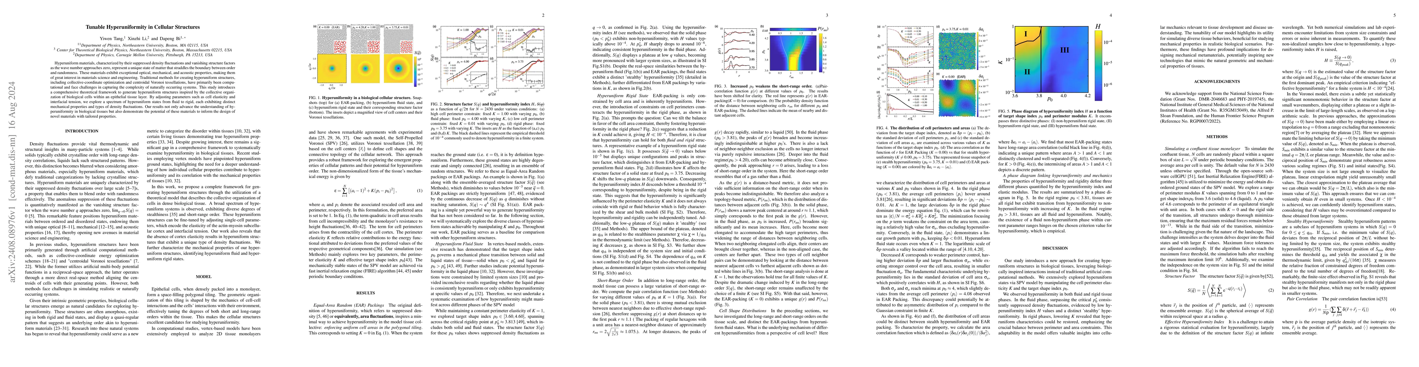 Thumbnail for Tunable Hyperuniformity in Cellular Structures