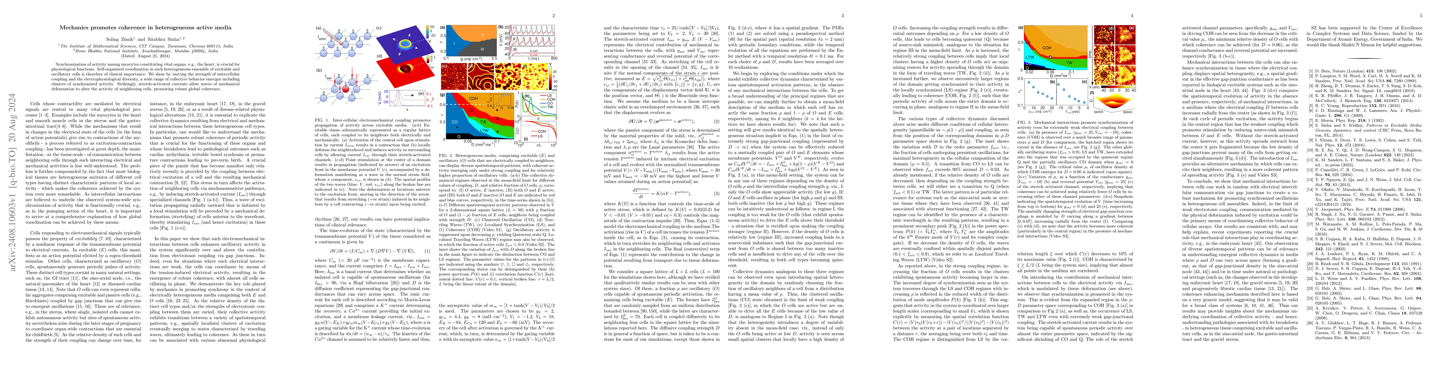 Thumbnail for Mechanics promotes coherence in heterogeneous active media