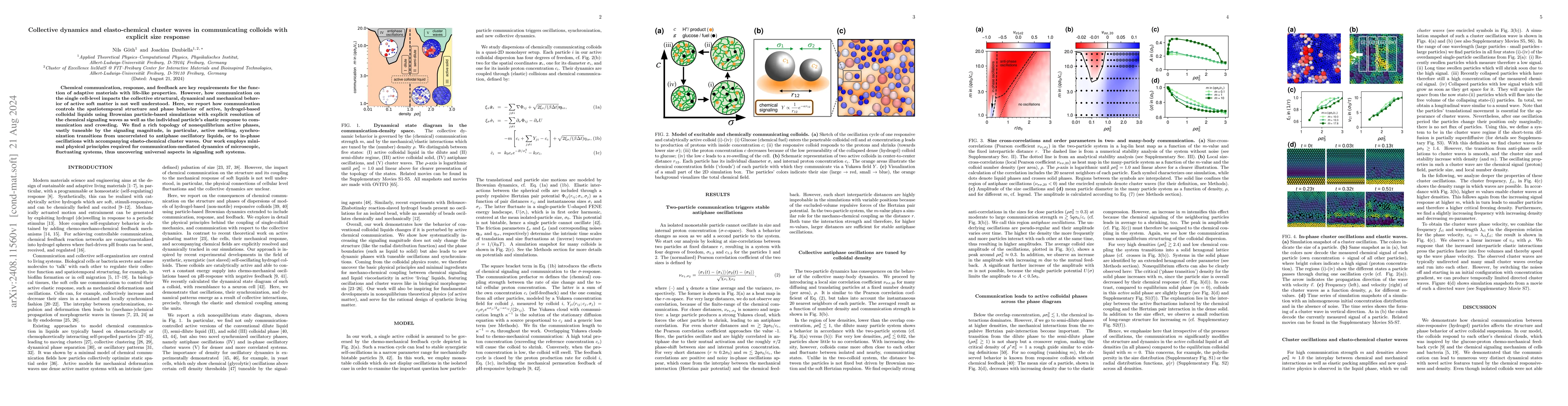 Thumbnail for Collective dynamics and elasto-chemical cluster waves in communicating
  colloids with explicit size response
