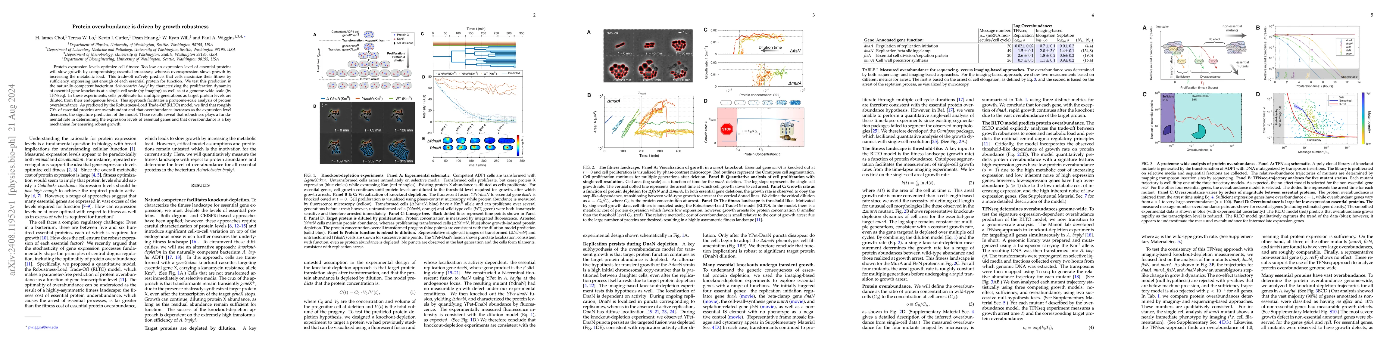 Thumbnail for Protein overabundance is driven by growth robustness