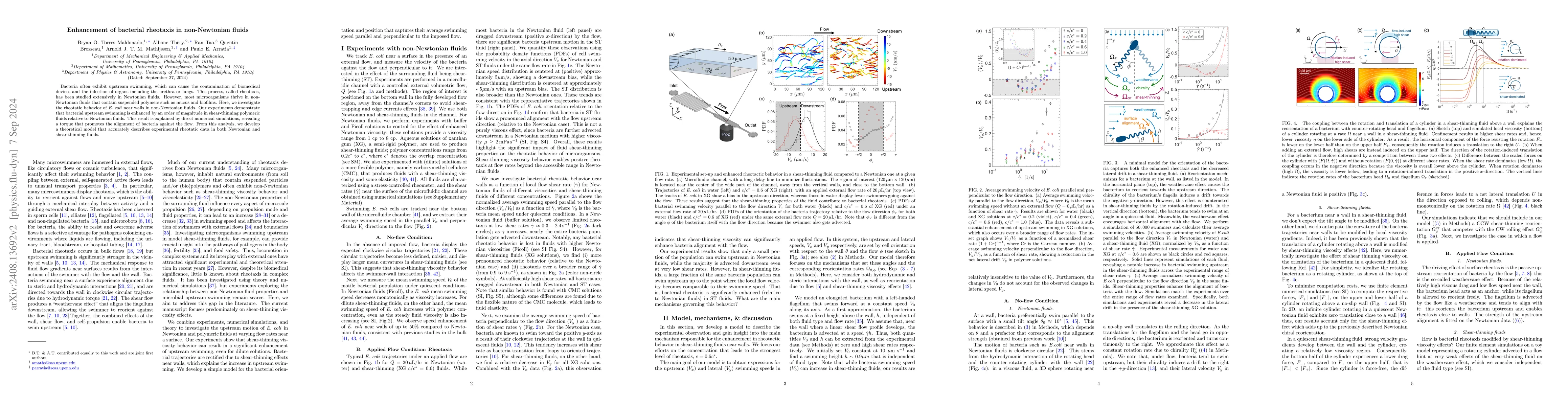 Thumbnail for Enhancement of bacterial rheotaxis in non-Newtonian fluids