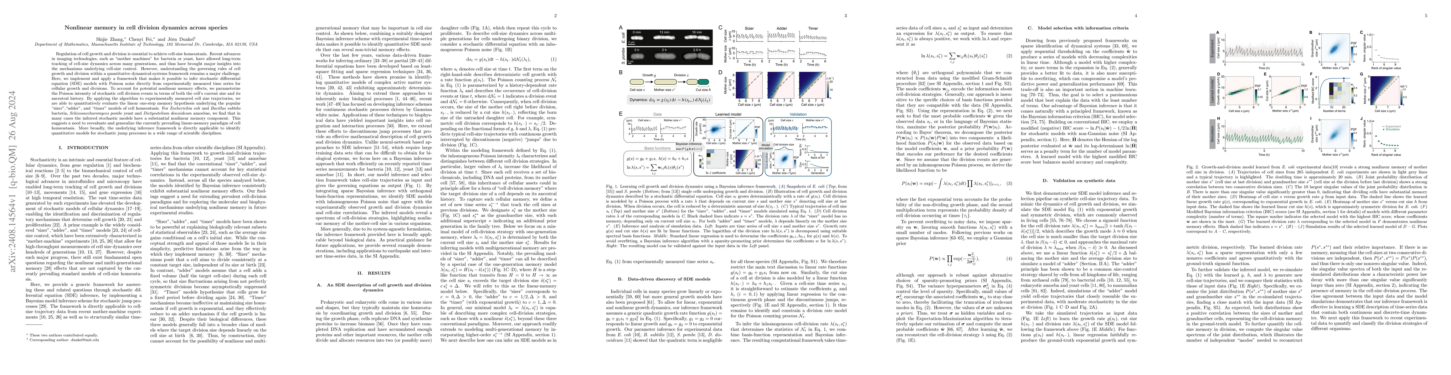 Thumbnail for Nonlinear memory in cell division dynamics across species