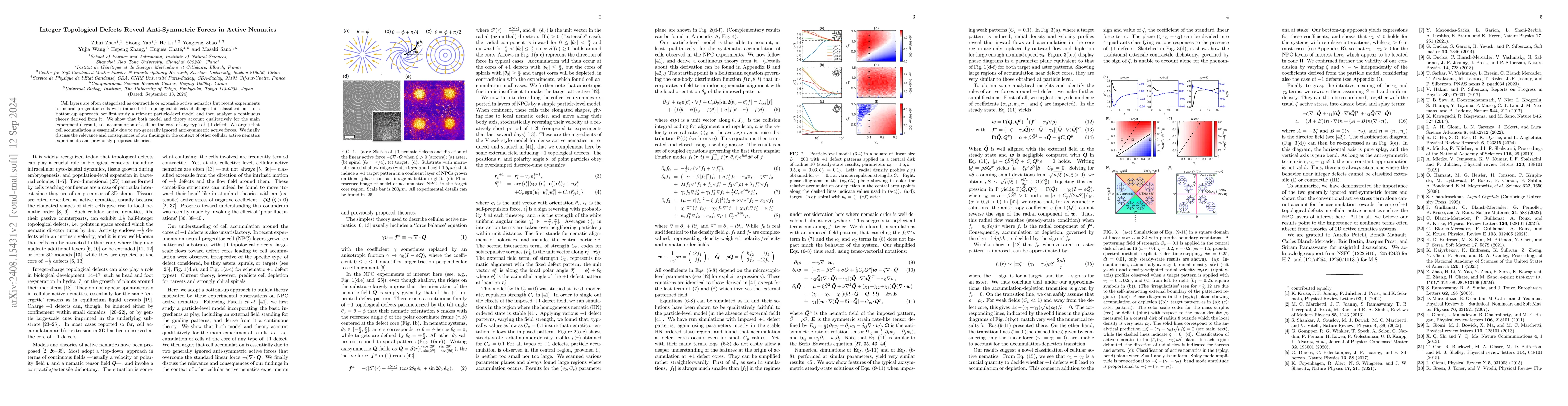 Thumbnail for Integer Topological Defects Reveal Anti-Symmetric Forces in Active
  Nematics