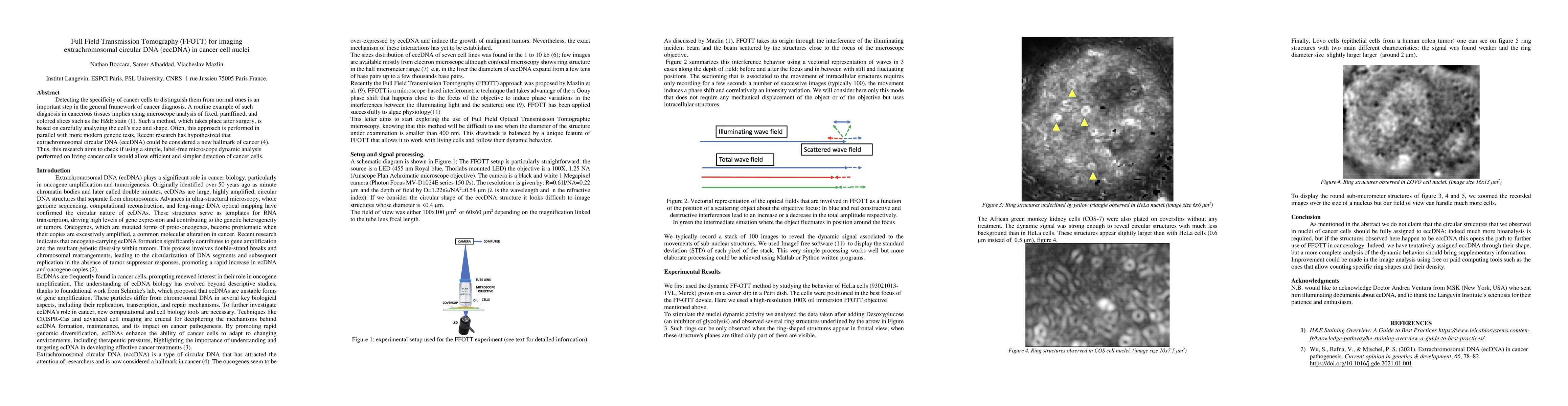 Thumbnail for Full Field Transmission Tomography (FFOTT) for imaging extrachromosomal
  circular DNA (eccDNA) in cancer cell nuclei