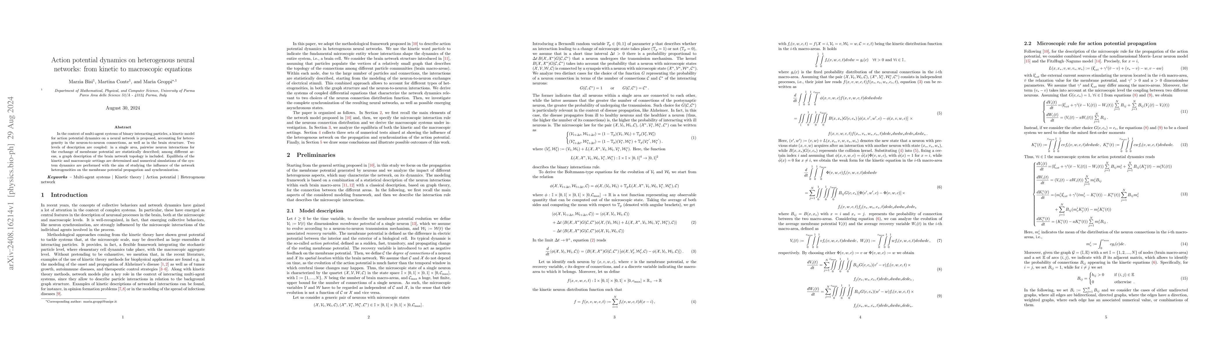 Thumbnail for Action potential dynamics on heterogenous neural networks: from kinetic
  to macroscopic equations