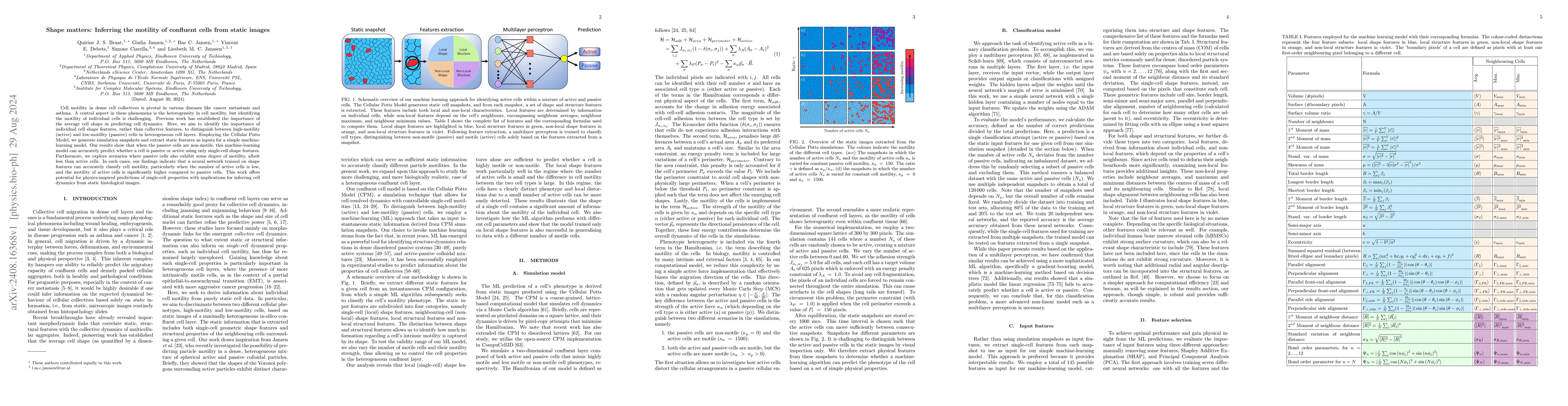 Thumbnail for Shape matters: Inferring the motility of confluent cells from static
  images