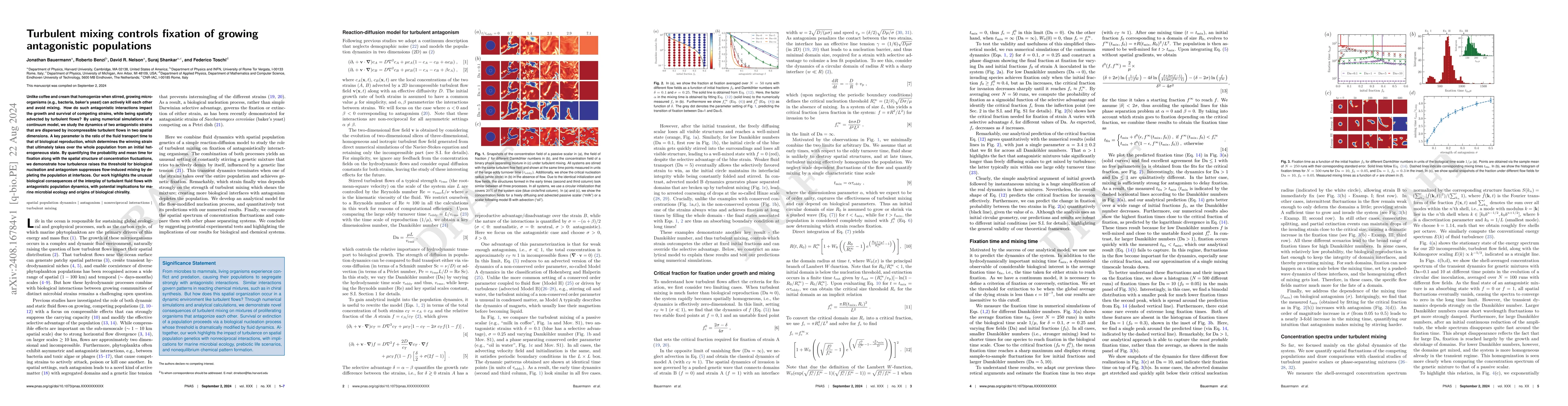 Thumbnail for Turbulent mixing controls fixation of growing antagonistic populations
