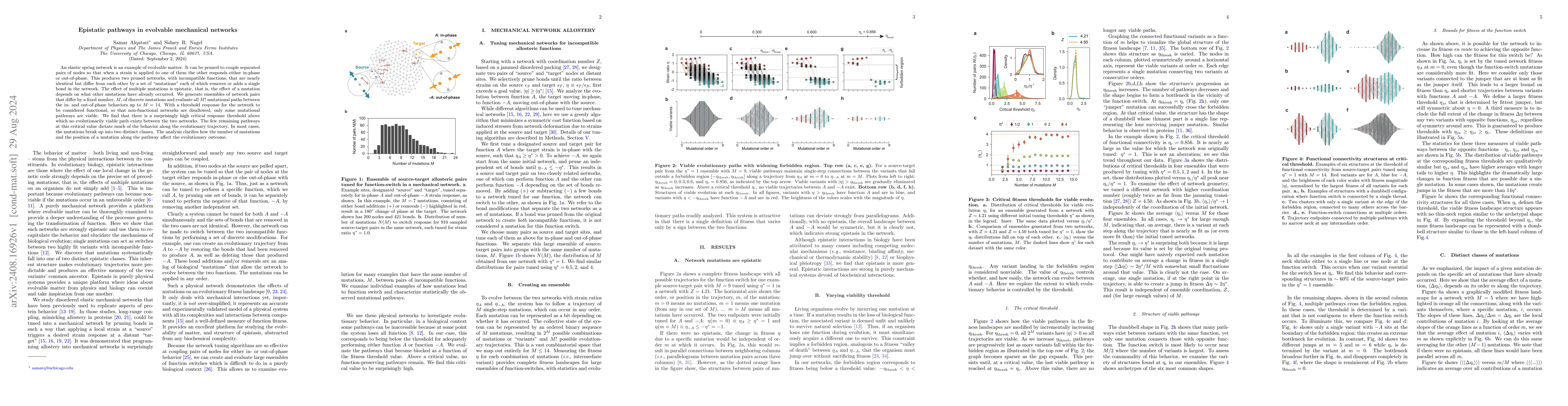 Thumbnail for Epistatic pathways in evolvable mechanical networks