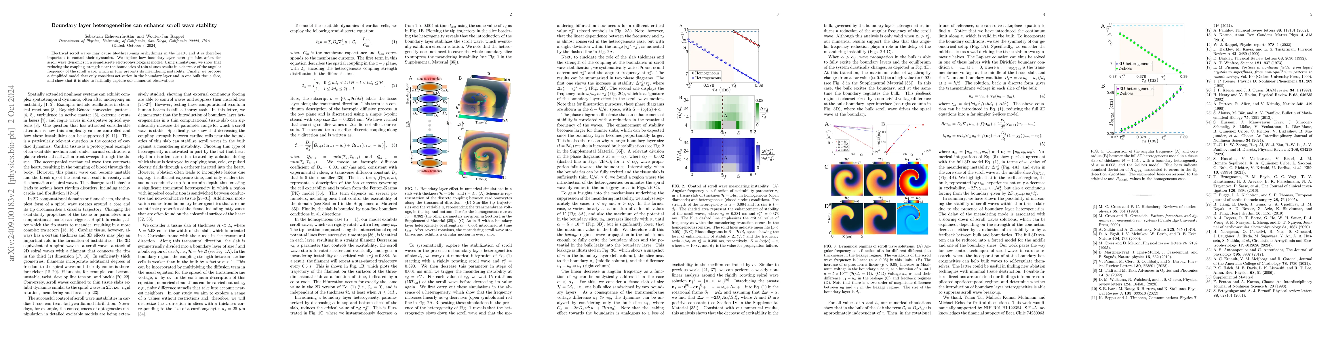 Thumbnail for Boundary layer heterogeneities can enhance scroll wave stability