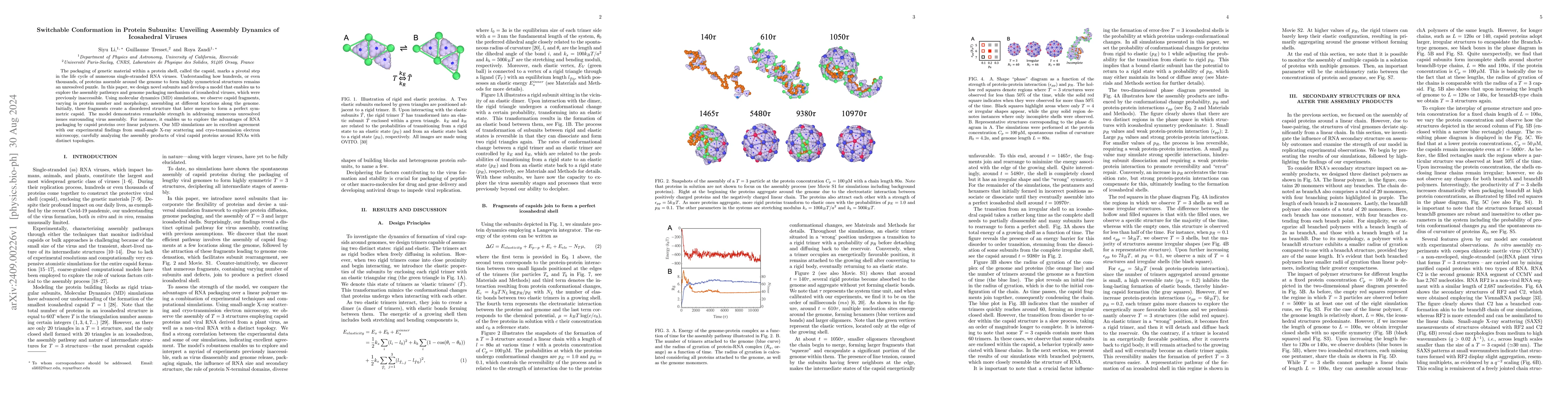 Thumbnail for Switchable Conformation in Protein Subunits: Unveiling Assembly Dynamics
  of Icosahedral Viruses